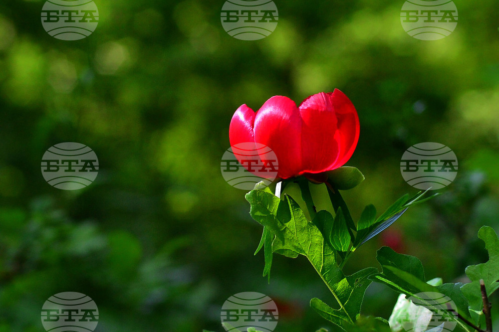 Село Тодорово - диви божури