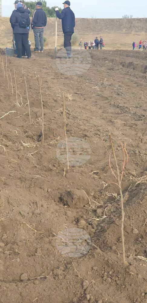 30,000 Trees Planted in Taraclia District