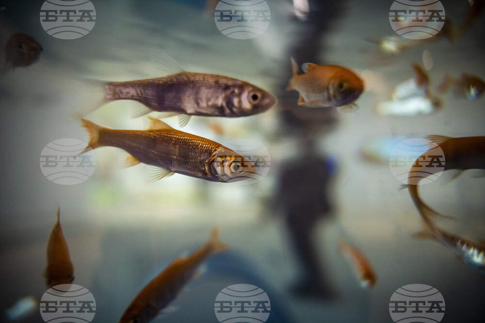 Нанопластмасата нарушава когнитивните способности на рибите, показва изследване