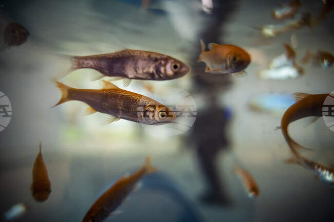 Нанопластмасата нарушава когнитивните способности на рибите, показва изследване