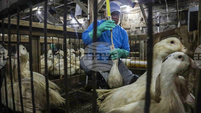 Огнище на птичи грип е установено във ферма за патици в Унгария, съобщи Световна организация по здравеопазване на животните