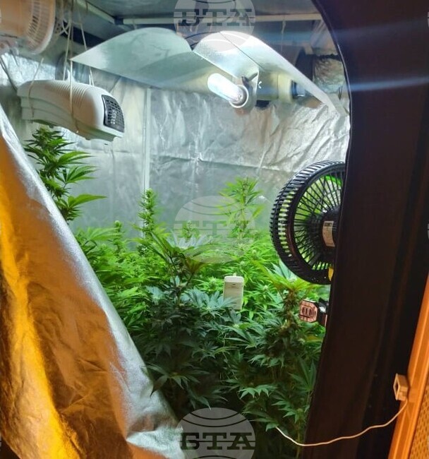 Разкриха оранжерия за отглеждане на канабис