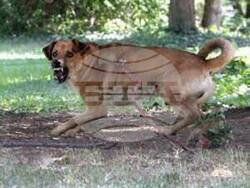 регистрация на домашни любимци