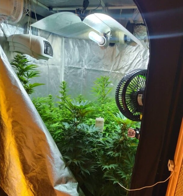 Костинброд - оранжерия - канабисови насаждения