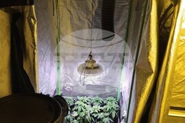 Костинброд - оранжерия - канабисови насаждения