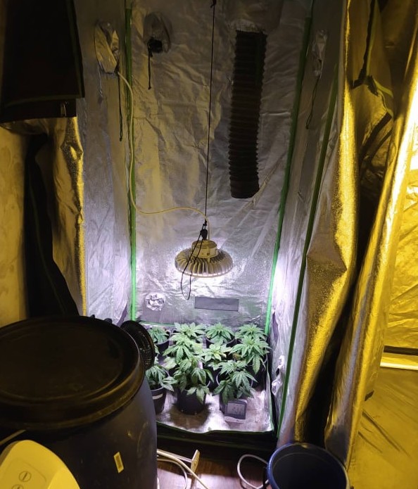 Костинброд - оранжерия - канабисови насаждения