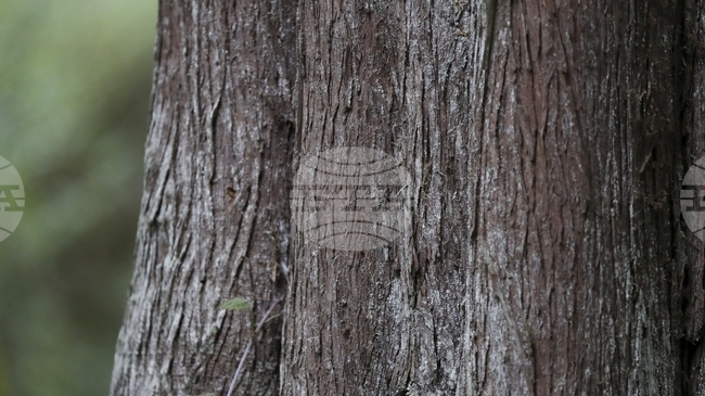 Микроби в кората на дърветата подпомагат климата, като консумират вредни парникови газове, показва проучване