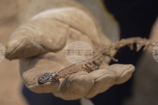 Влечуго от юрския период е имало черти на змия и гущер едновременно, установиха учени