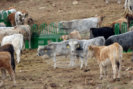 Село Горно поле - „Дивата ферма“ - посещение