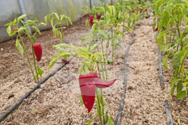 Село Лик - ферма „Версол“