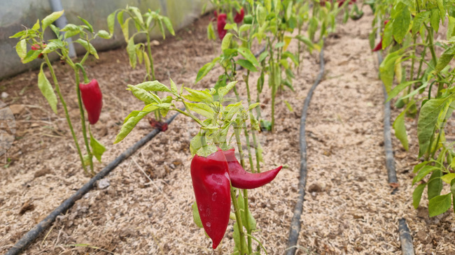 Над 58 млн. лева получиха земеделски производители от сектор „Биологично растениевъдство“ за Кампания 2025