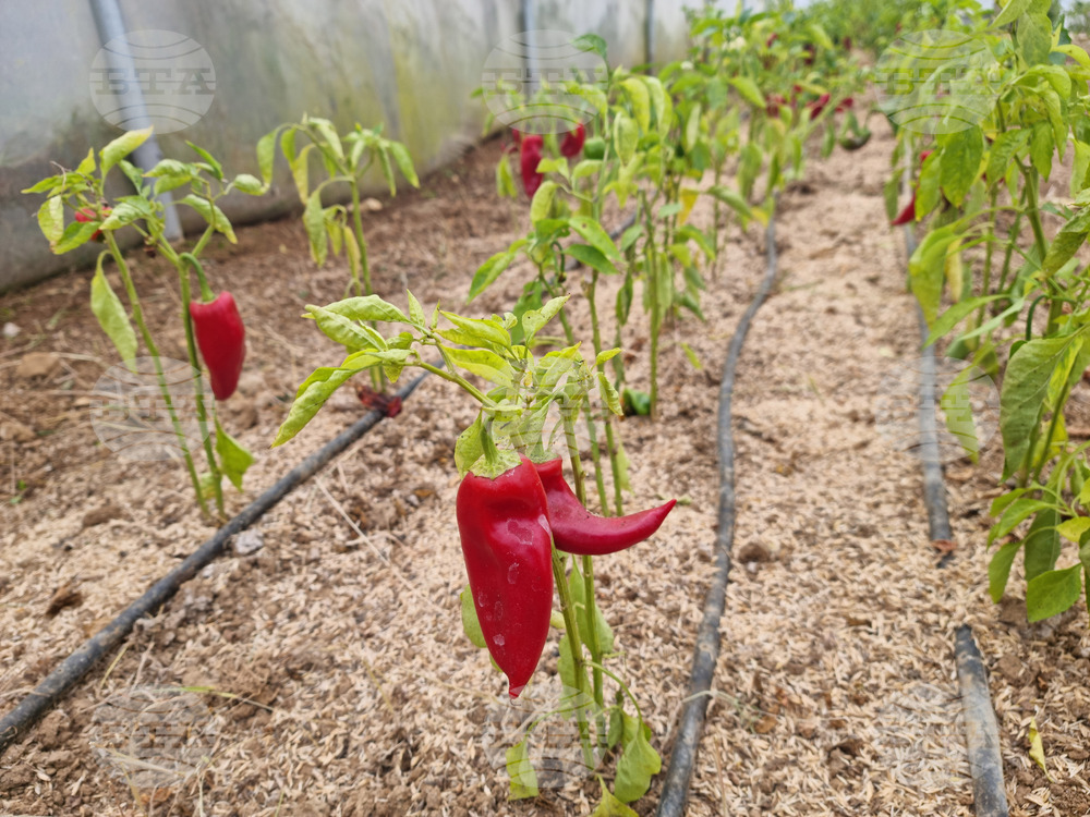 Над 58 млн. лева получиха земеделски производители от сектор „Биологично растениевъдство“ за Кампания 2025