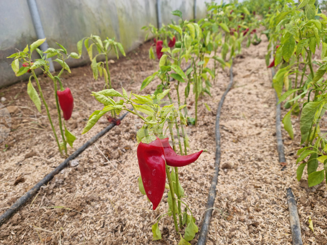 Над 58 млн. лева получиха земеделски производители от сектор „Биологично растениевъдство“ за Кампания 2025