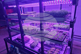 Село Лик - ферма „Версол“