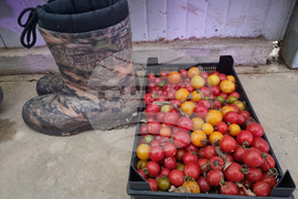 Село Лик - ферма „Версол“