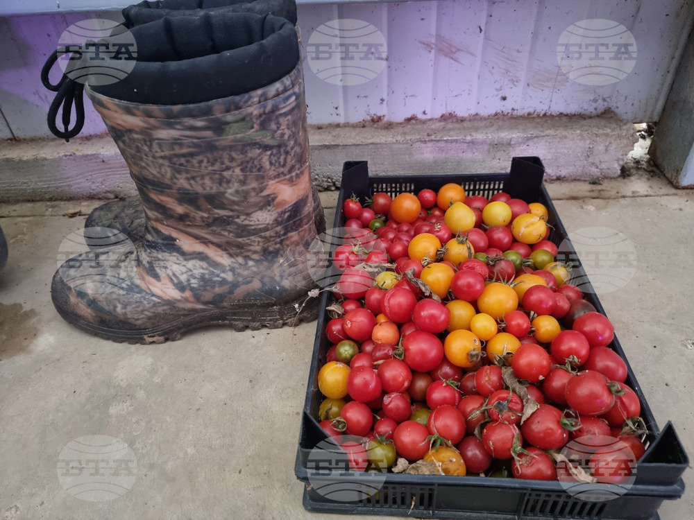 Село Лик - ферма „Версол“