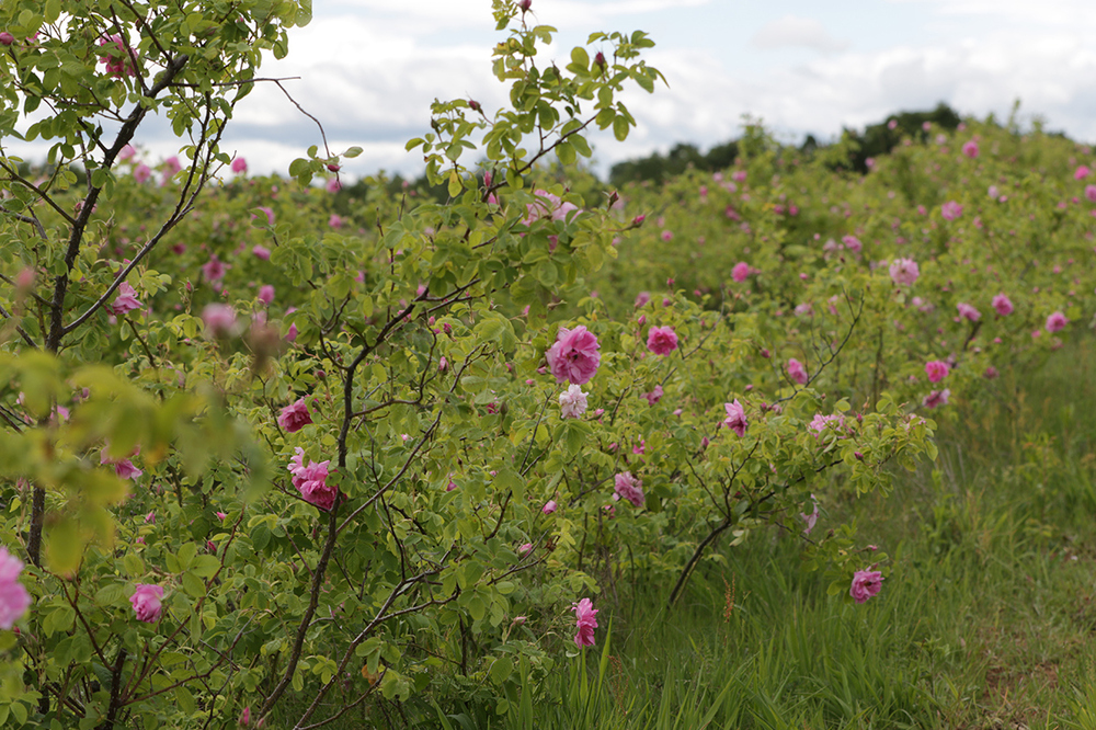 С кампанията "С любов към българската роза" АБС възражда бригадите на село