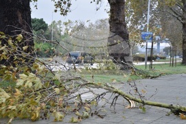 Варна - вятър - щети