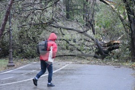 Варна - вятър - щети