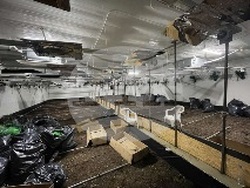 МВР - наркооранжерия