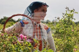 Село Буново - маслодайна роза - розобер