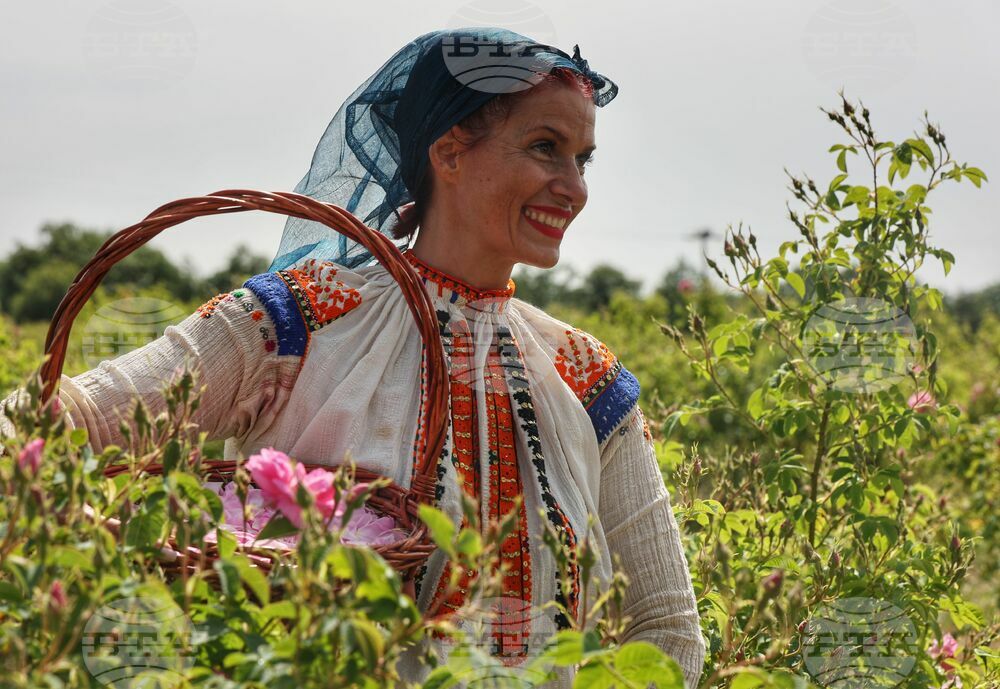 Expert on Oil-Bearing Rose Production in Bulgaria