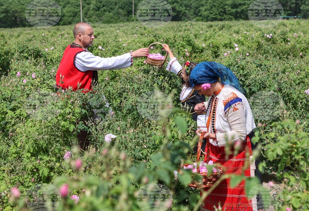 Село Буново - маслодайна роза - розобер