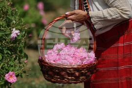 Село Буново - маслодайна роза - розобер