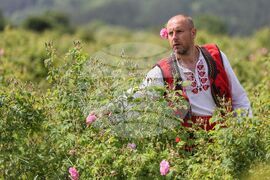 Село Буново - маслодайна роза - розобер