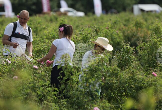 За предстоящия розобер работниците трябва да се наемат на трудов договор, напомнят от Инспекцията по труда 