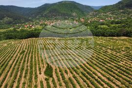 Село Буново - маслодайна роза - розобер