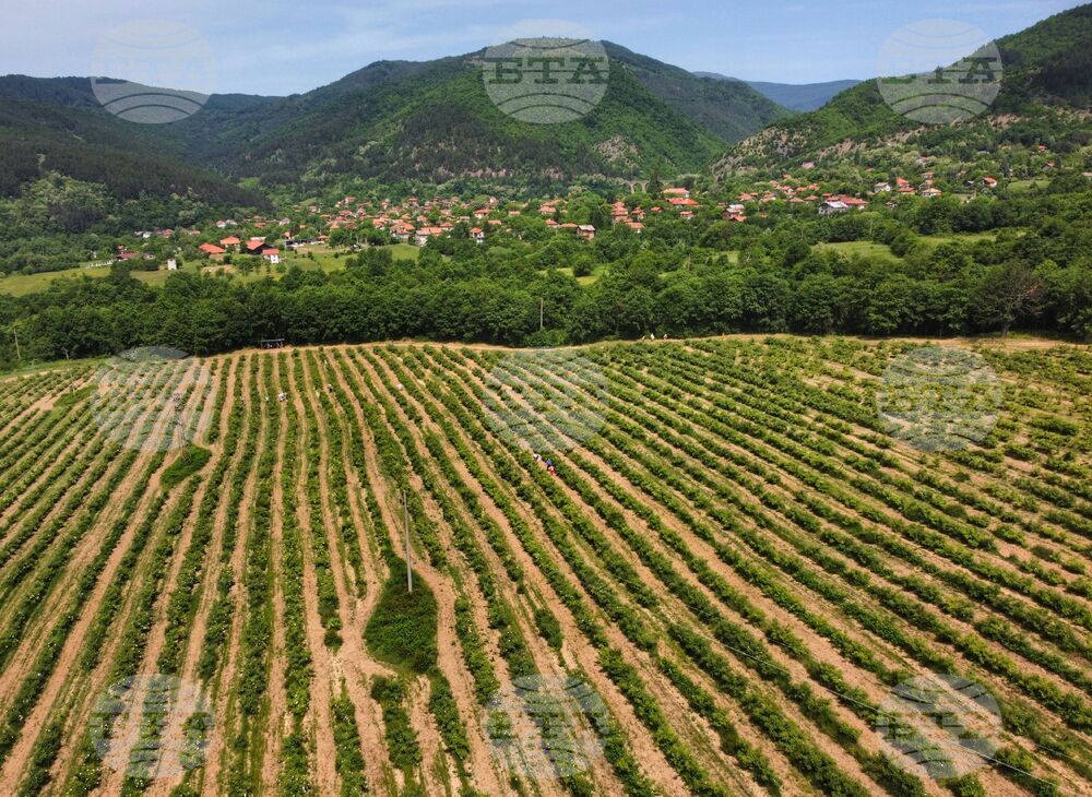 Село Буново - маслодайна роза - розобер
