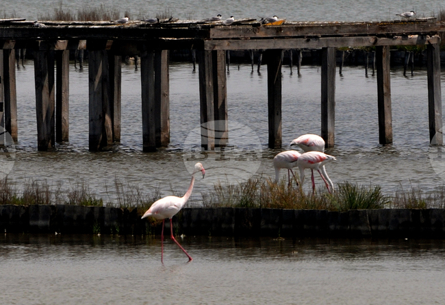 Greater Flamingo Now Listed as Nesting Species in Bulgaria