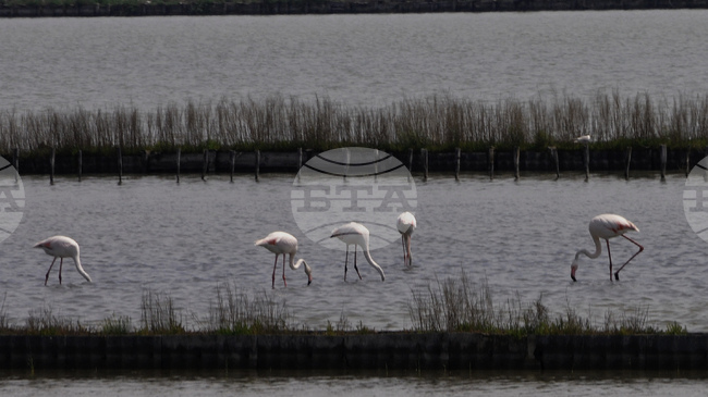 С арт ателие за децата и интересни лекции столичният зоопарк ще отбележи Световния ден на фламингото