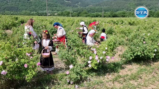 Сезонът на розобера на маслодайна роза беше открит в село Буново