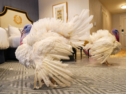 Biden Turkey Pardon