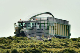 Село Свещари - щъркели