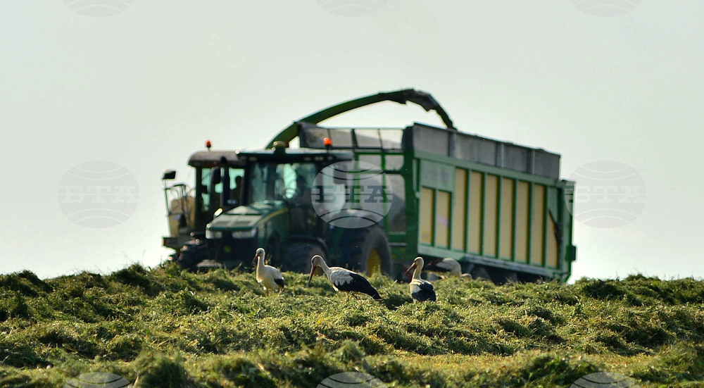Село Свещари - щъркели
