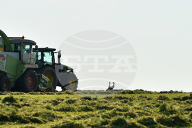 Село Свещари - щъркели
