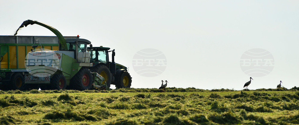 Село Свещари - щъркели