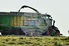 Село Свещари - щъркели