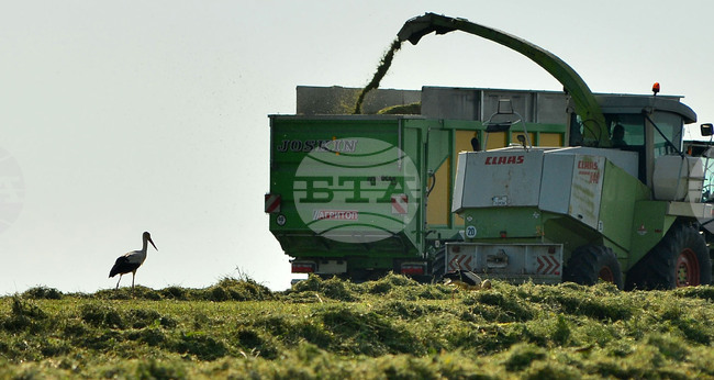 Село Свещари - щъркели