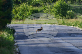 Завет - лисица
