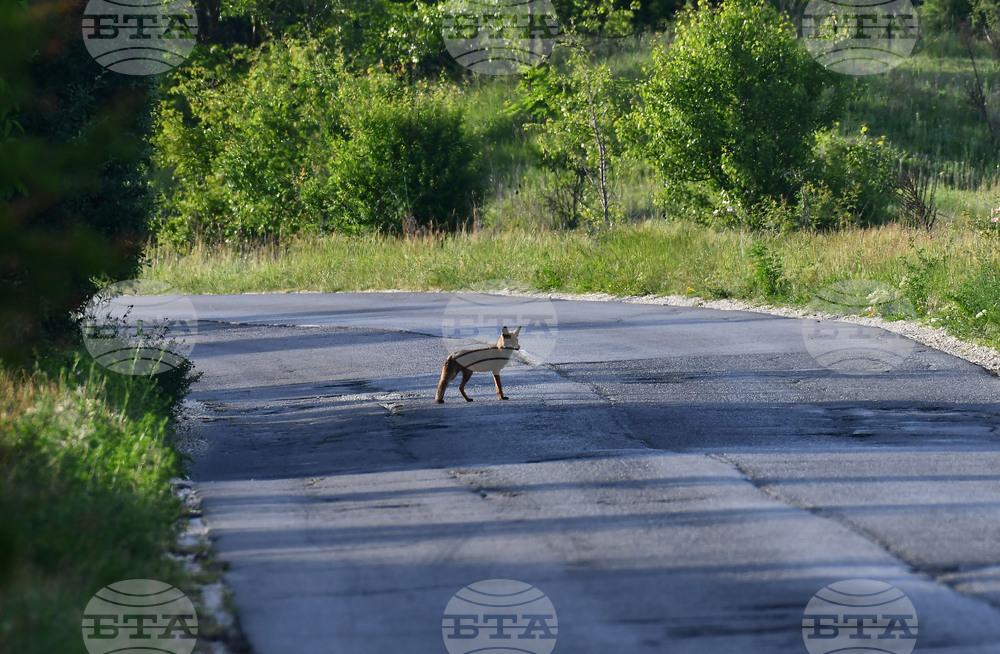 Завет - лисица