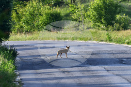 Завет - лисица