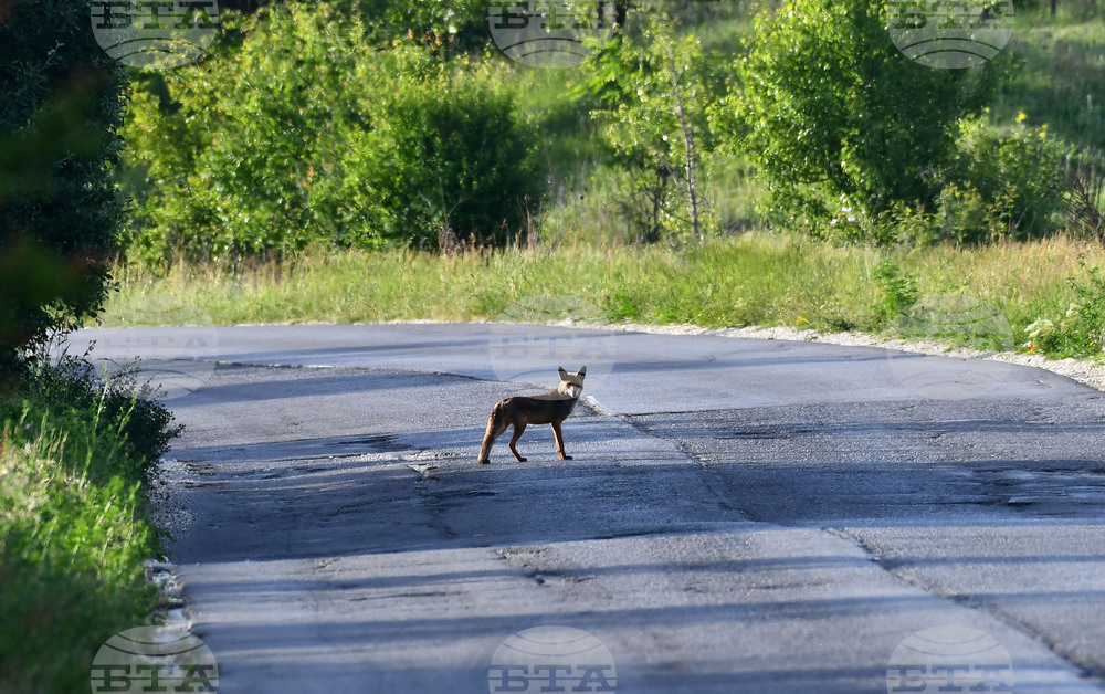 Завет - лисица