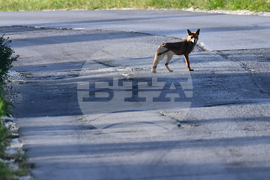 Завет - лисица