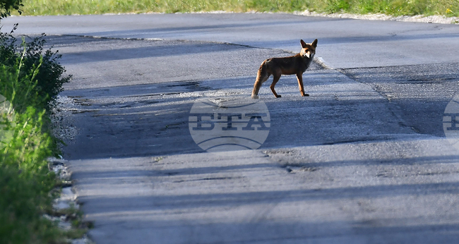 Завет - лисица