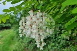 Село Чавдар - пролет
