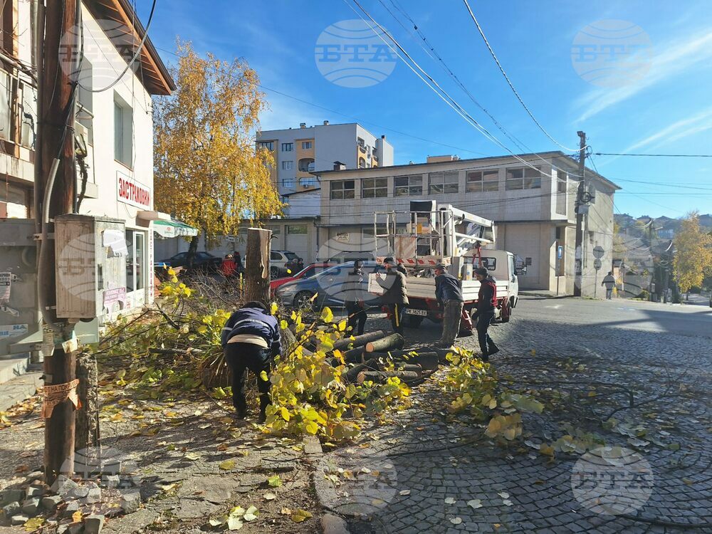 Община Радомир извършва дейности по санитарна сеч, декоративно рязане и премахване на опасни дървета